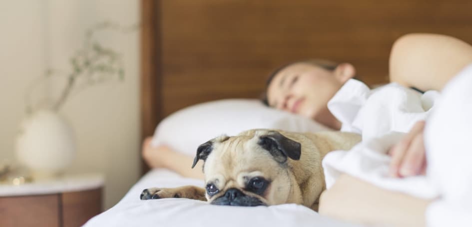 Oasis Dental Studio - Is Snoring Bad For You? Causes and Treatment - 1 woman-asleep-dog